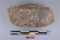 藏品(海菊蛤化石)的圖片